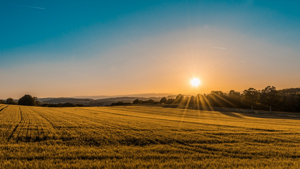 Golden pasture at Legacy Angus Ranch