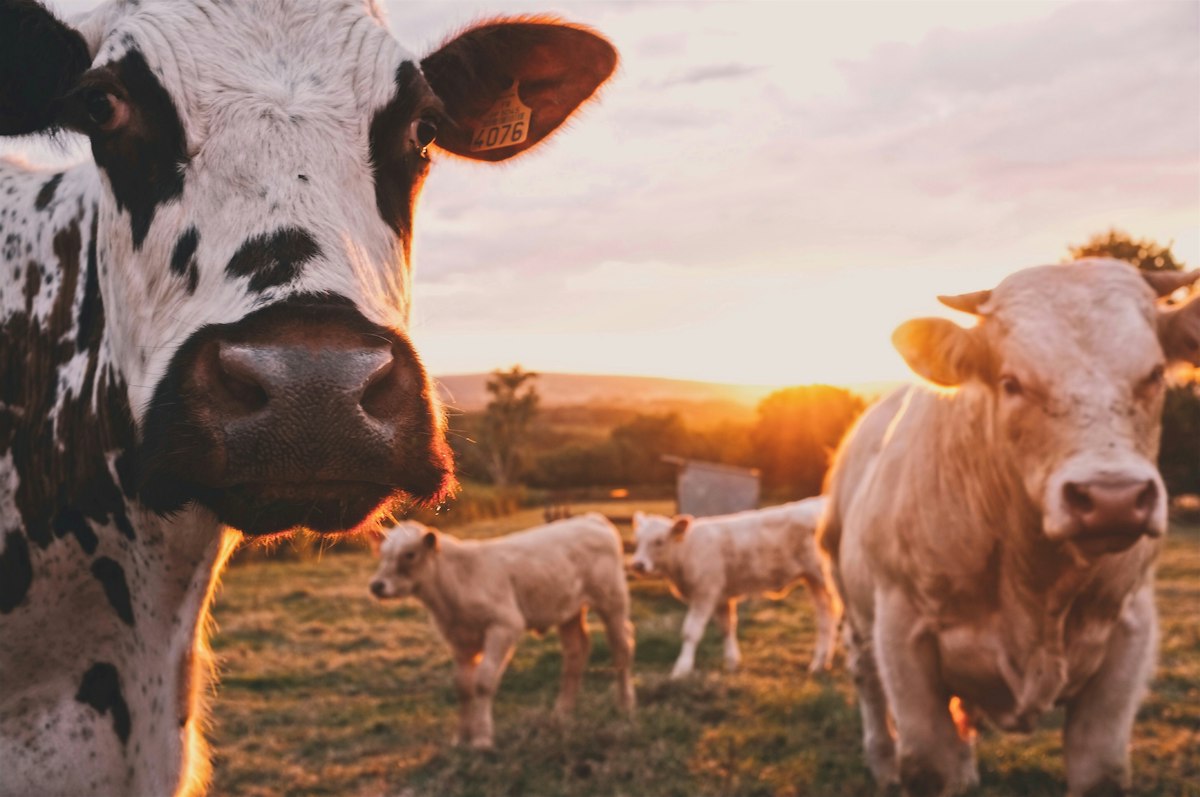 Horses and cattle at dawn