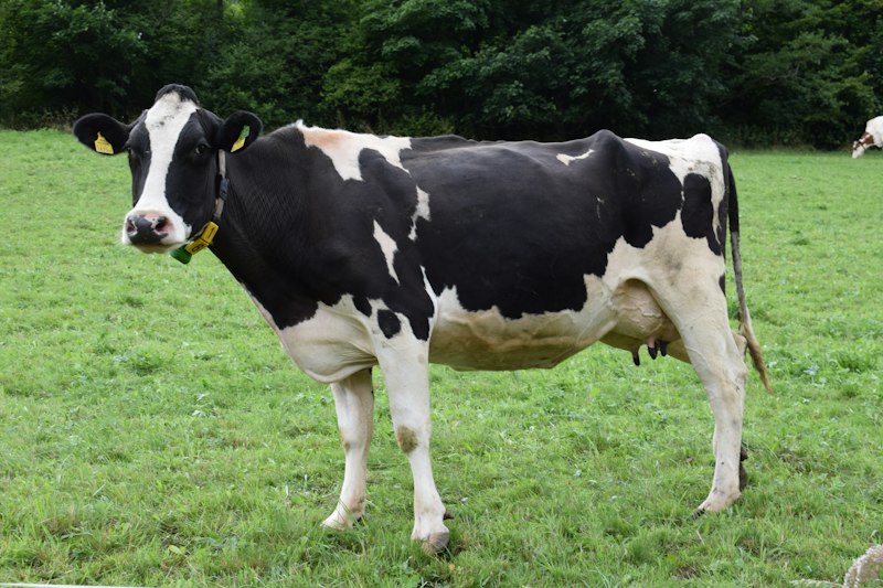 Legacy Powerhouse 412 sire